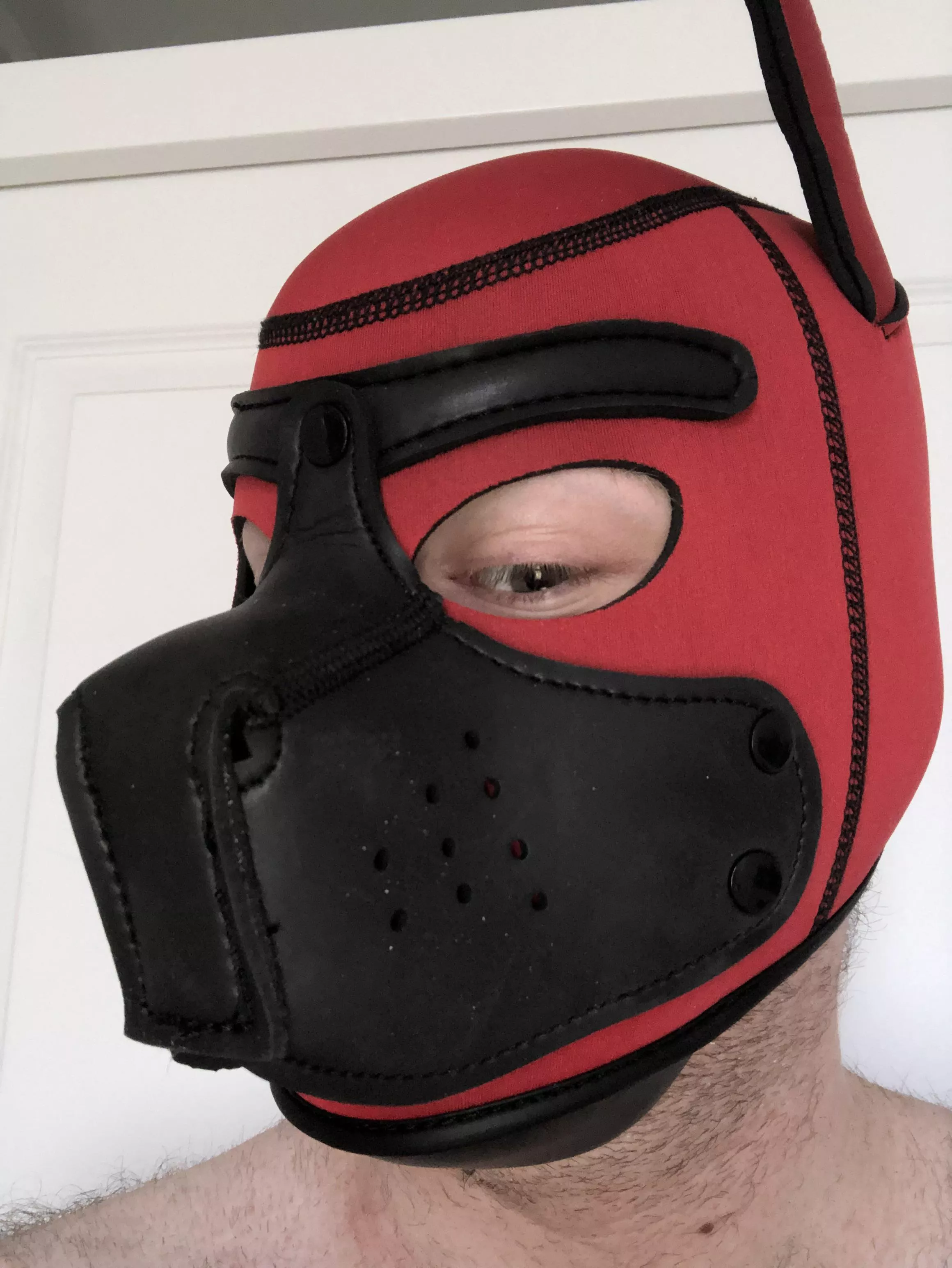 Hi! Im a shy new puppy! I don’t have an owner…. Would you be interested?