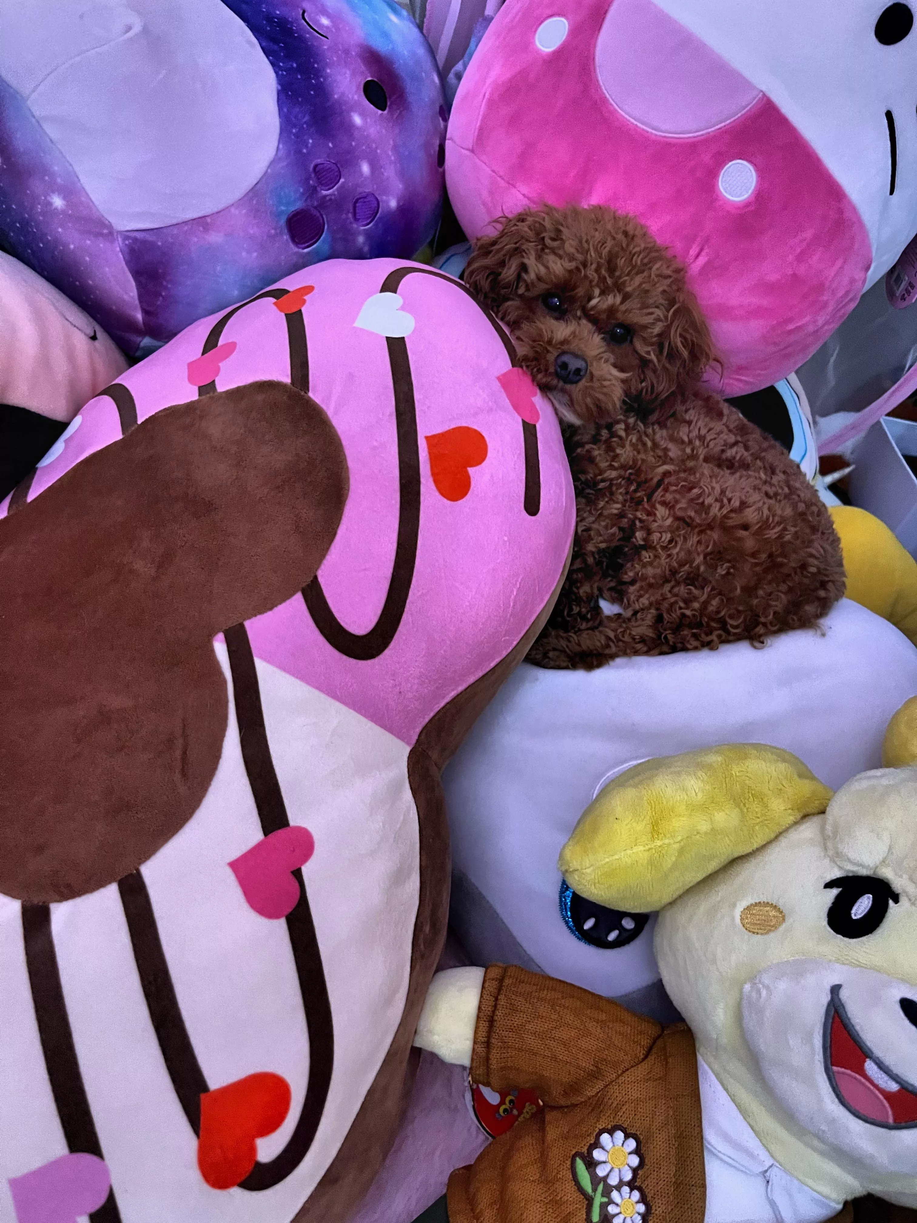 I kept calling and calling for my puppy and then found her here amongst my stuffies. Do your pets like to cuddle with your collection too?