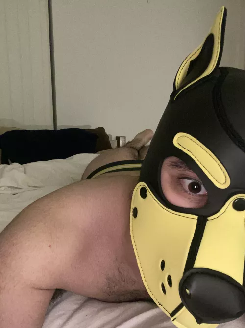 It’s time for this pup to go to bed… unless you want to do something else instead?? Woof!
