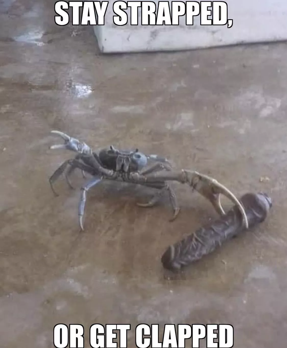 Just I meme I made that I'm proud of and want to release into the wild.