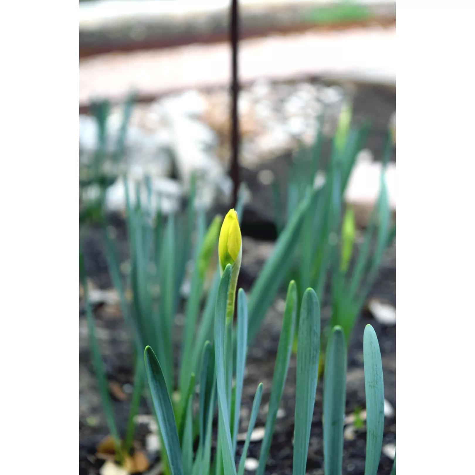 Looking forward to seeing all the flowers 🌸🌻🌷( photograph is mine )