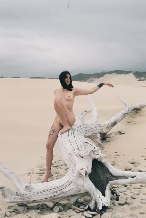 Lost in the sands 🐅🤍