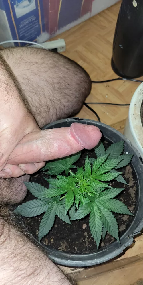 (M) I know I'm late to the party, but happy 420 to all!!!