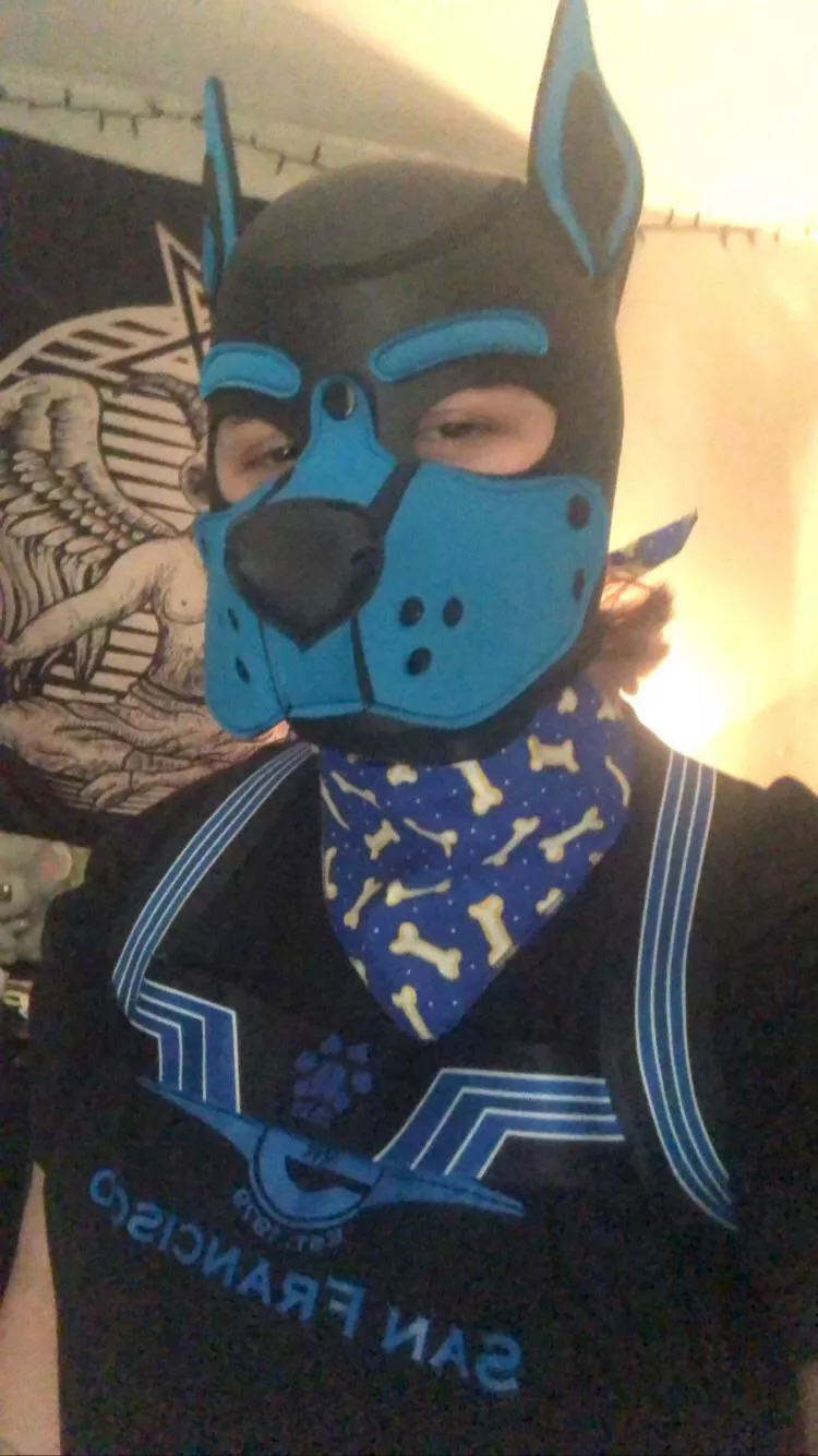 new gear from Mr S 🐾