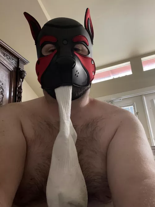 Oh nos pup got into a bois stinky socks. Can pup sniff yours next?