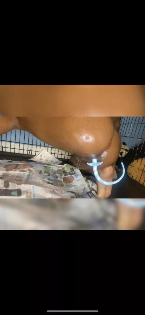 Puppy went potty on the newspaper like a good pup!!!🐾🐶