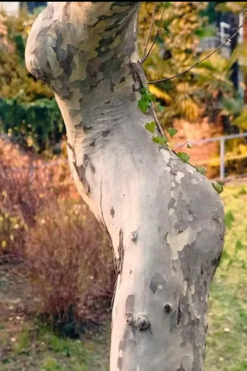 thicc tree