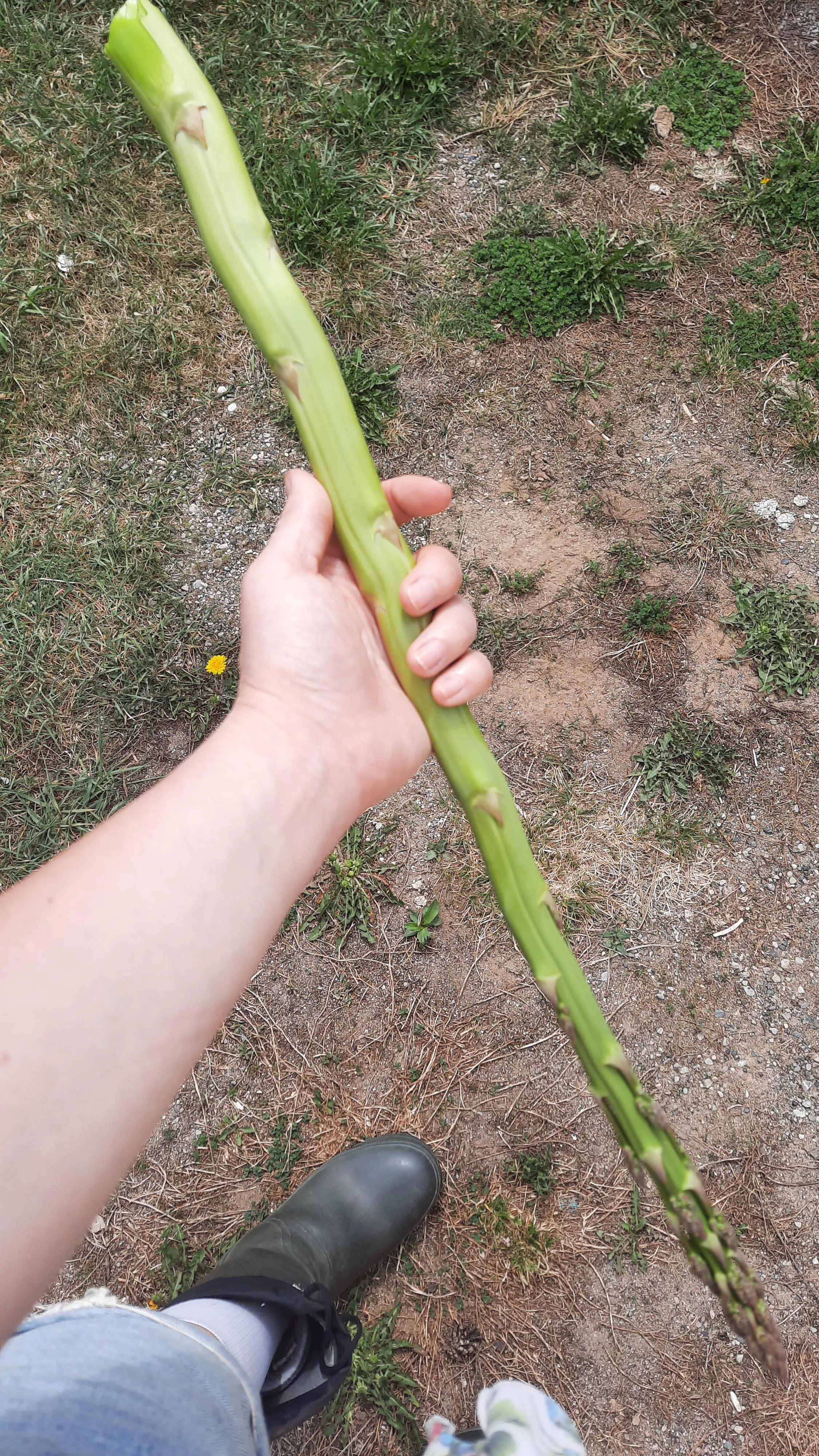 Think this will work?