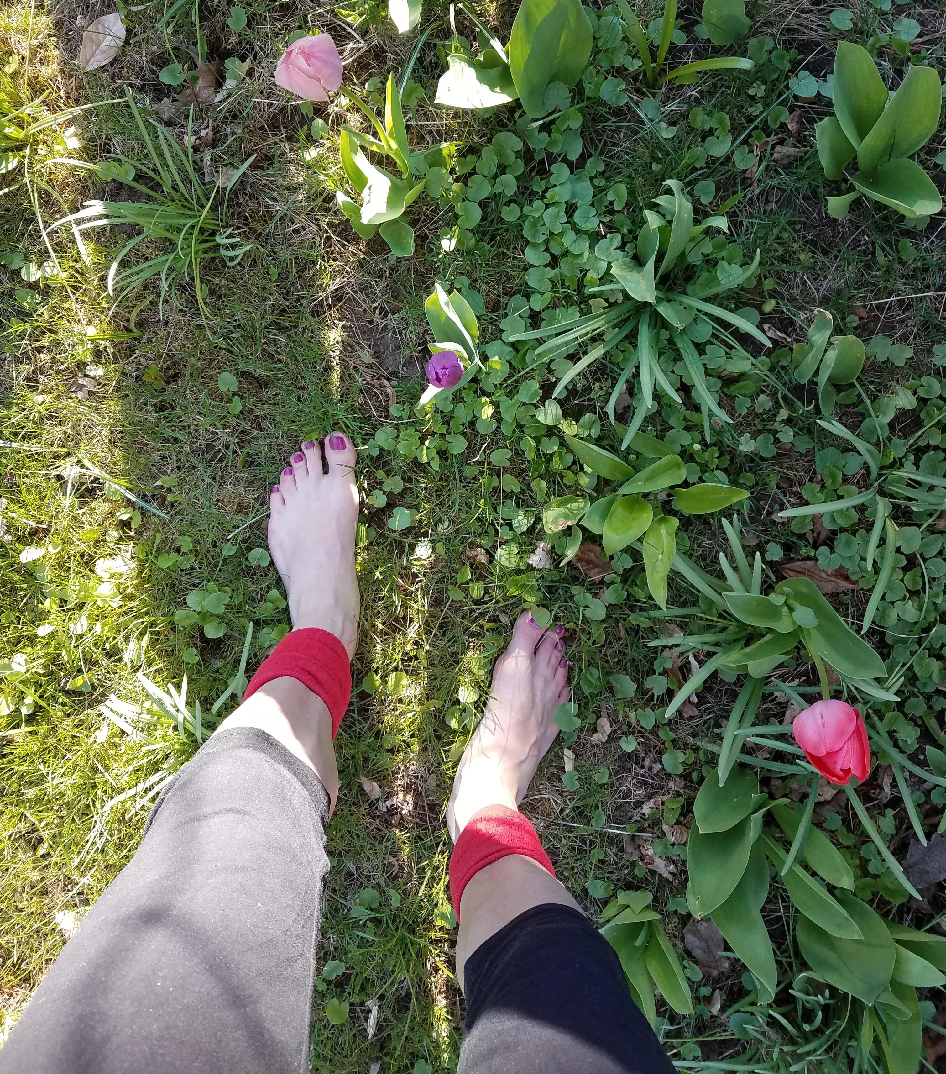 Visiting my tulips.