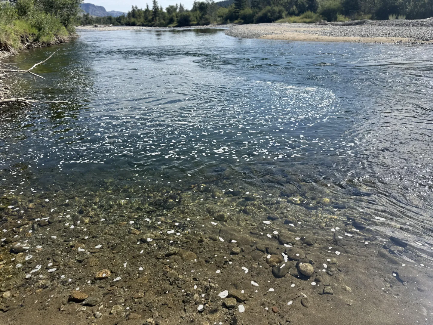 32 M4F Shelby - looking for fun