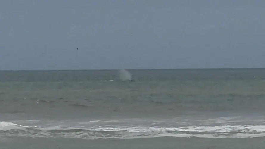 Anyone else see the whale today?