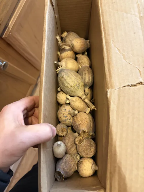 Are these good ?