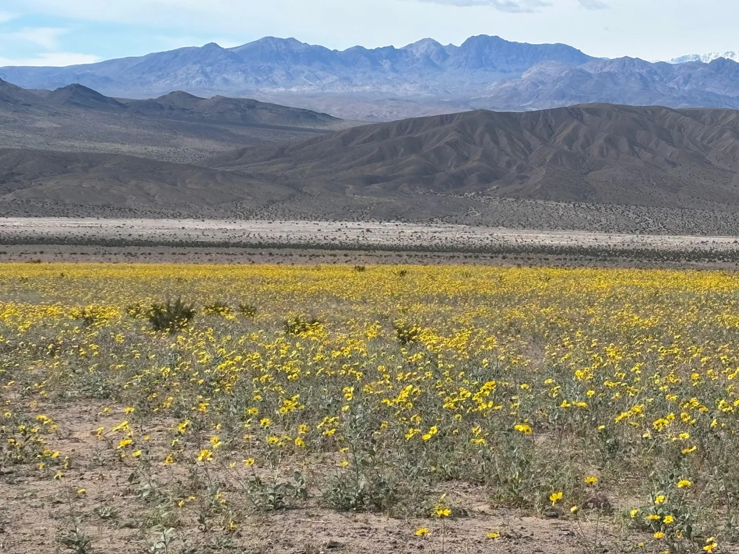 Beginning of the super bloom on DVNP