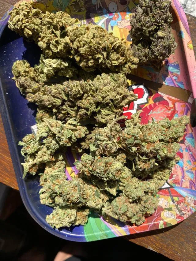 Boa semana de carnaval fml