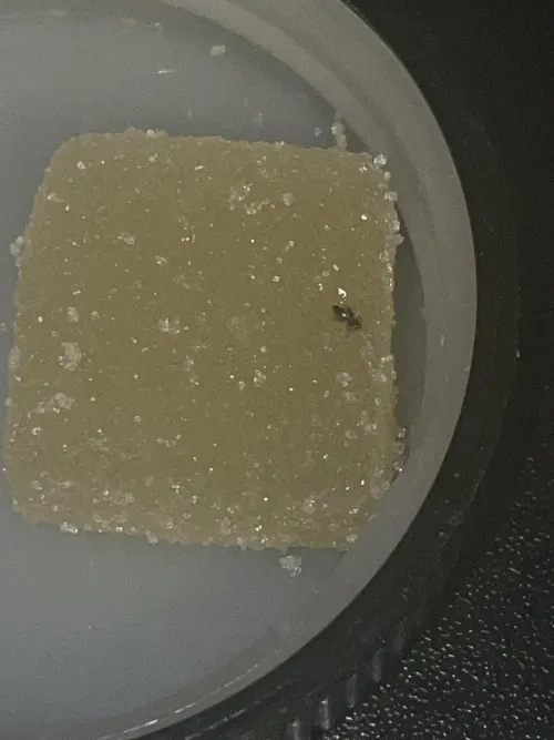 Bruh did I get a bug in my gummy??? 