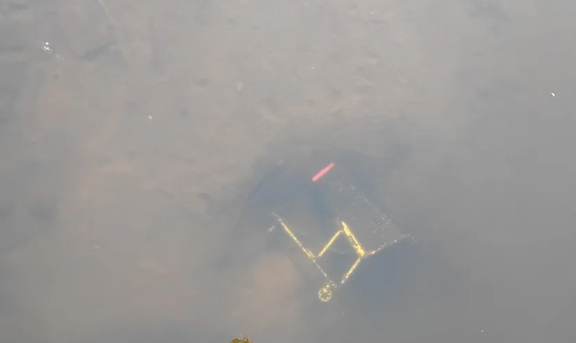 Caught swimming