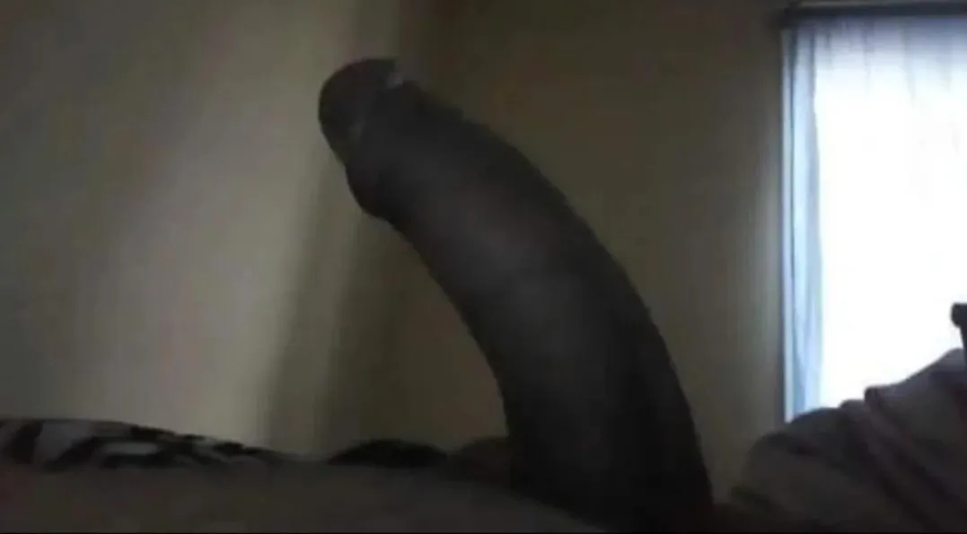 Fat cock
