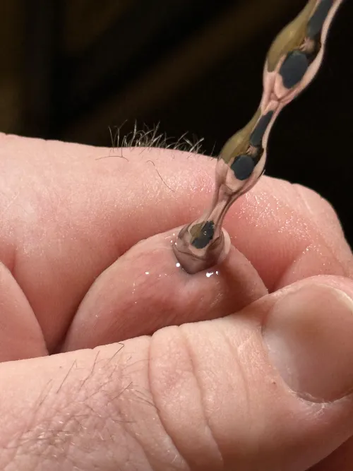 First time stretching my tiny pee hole.