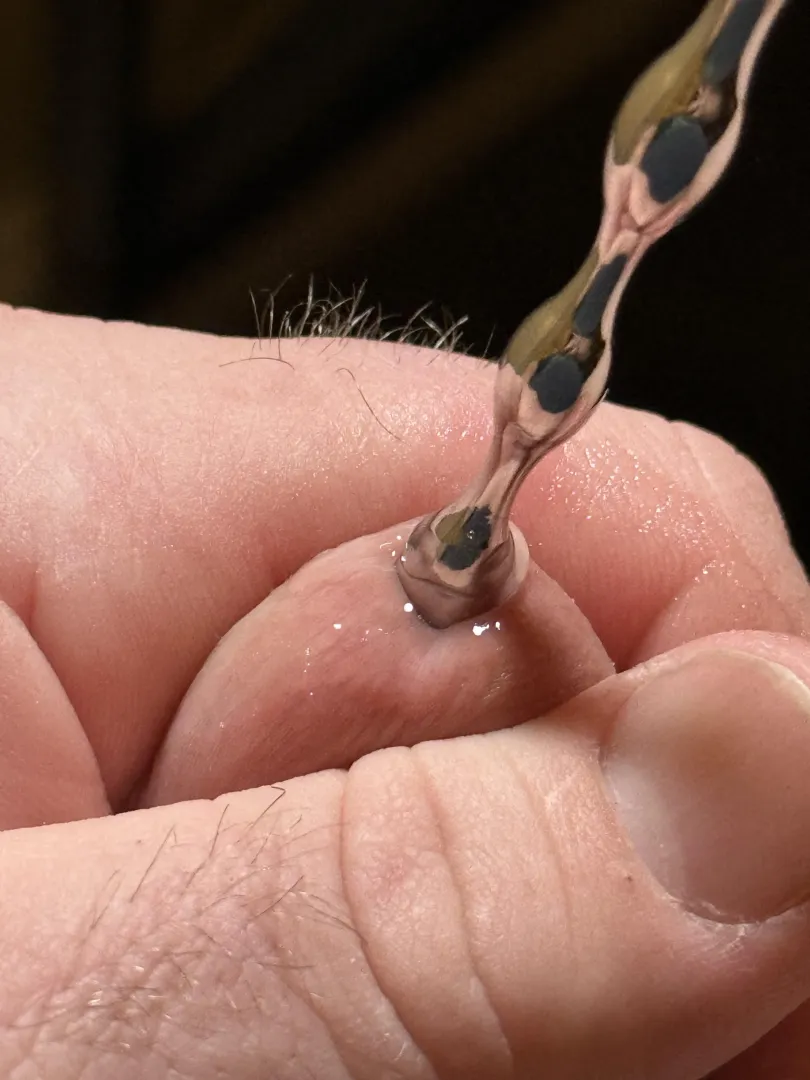 First time stretching my tiny pee hole.