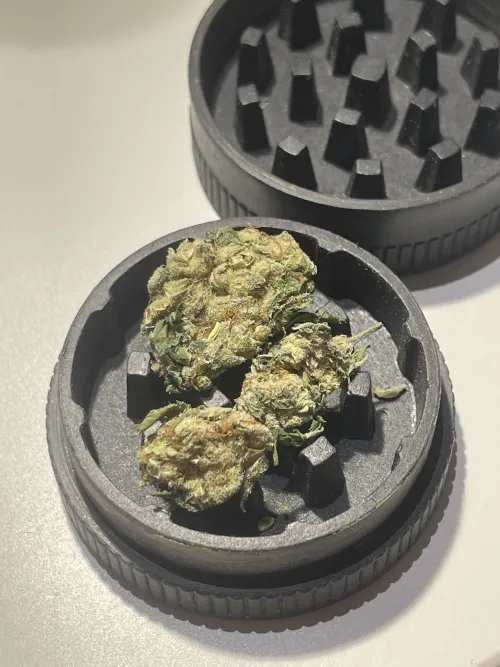 Gelato, men ingen is 