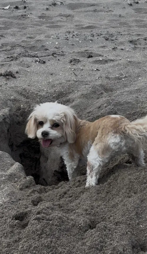 Getting Busy at the Beach