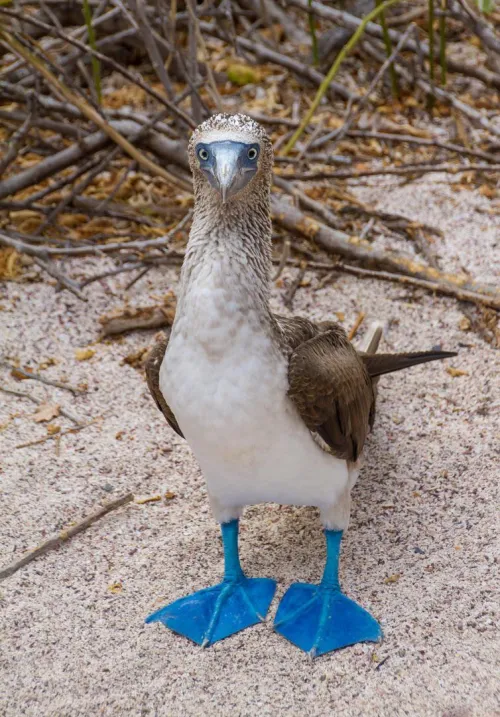 I love it when Boobies hang out free.