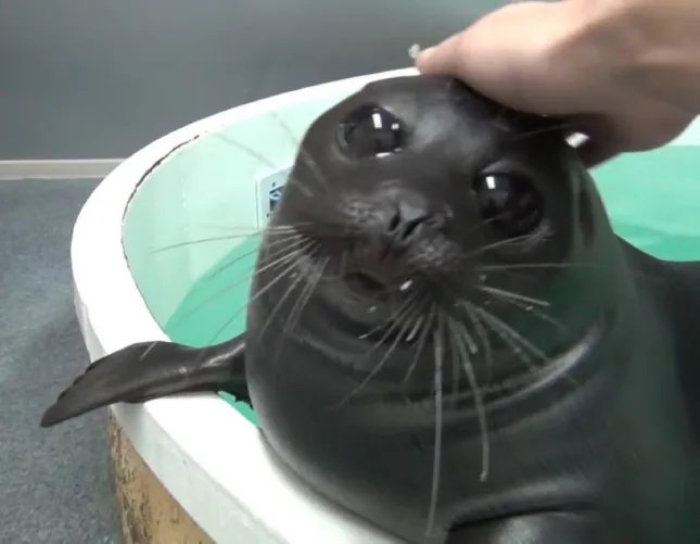 I wanted to share this silly Baikal seal because seals are awesome