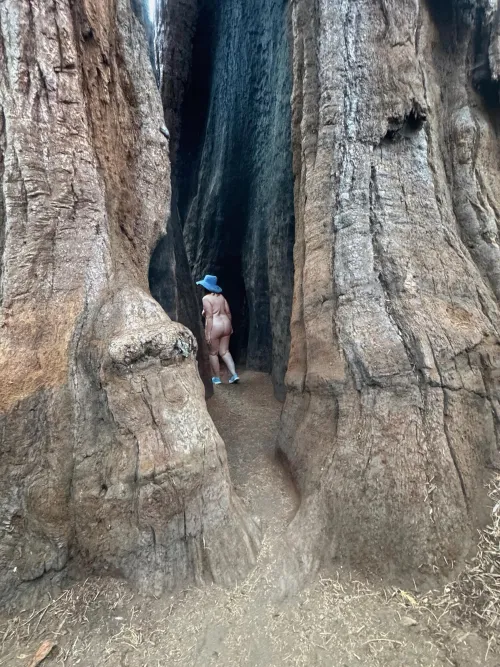 Inside a Giant Sequoia for TPT - Calaveras Big Tree State Park