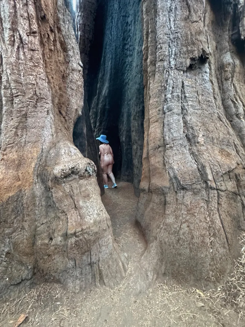 Inside a Giant Sequoia for TPT - Calaveras Big Tree State Park