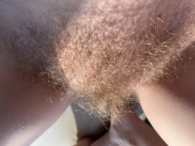 Is ginger bush your favorite?