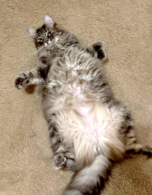 [m] debauchery never been so fluffy 