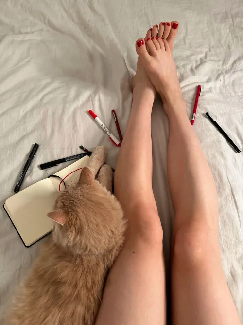 My cat forbids me to draw