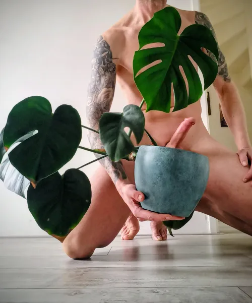 My Monstera has a strange way of growing