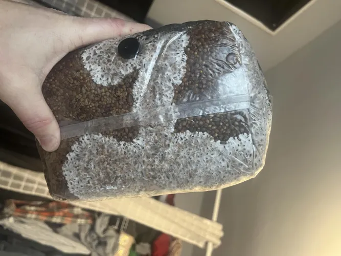 My mycelium reminding me I’m #1