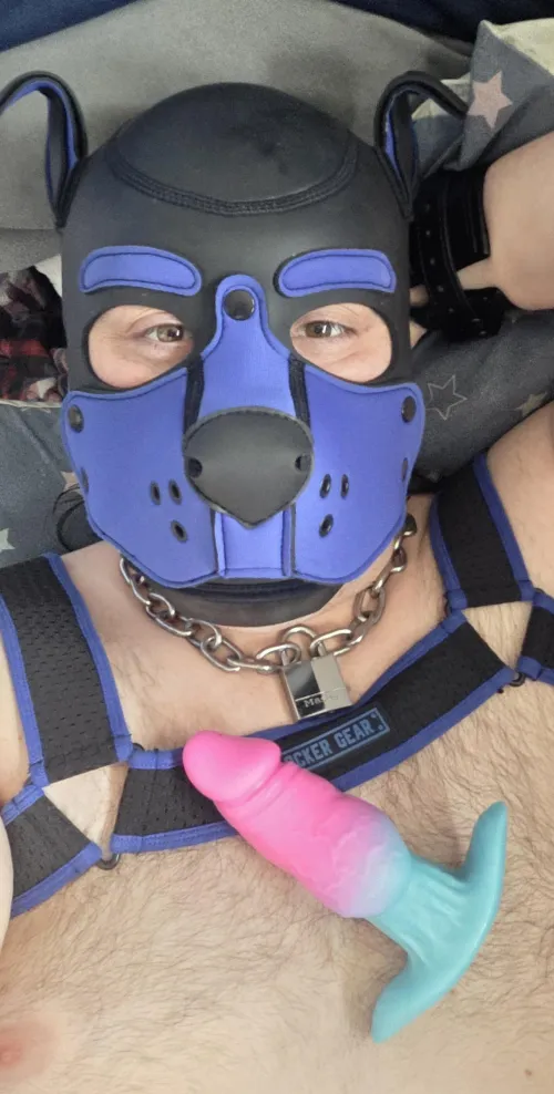 New harness & new Toy ;)