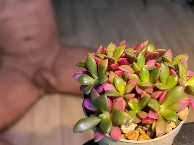 New plant in my collection