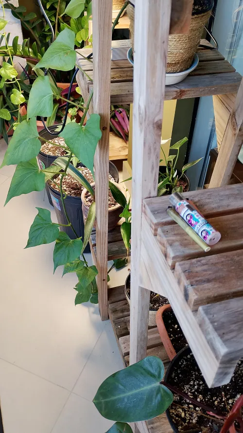 Onde vocês deixam o seu baseado?