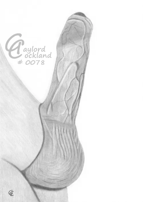 Penis #78 erect penis closed foreskin, drawn by me