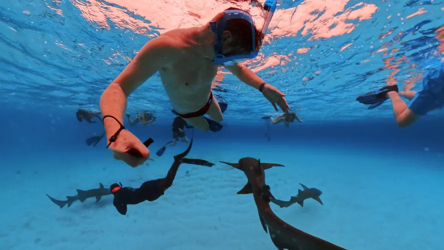 Snorkelling with sharks in an Adidas - Tom Daley Speedo