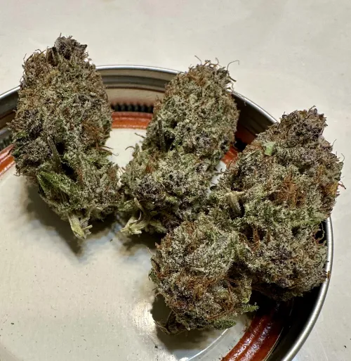 Southern Rose, Nowicann