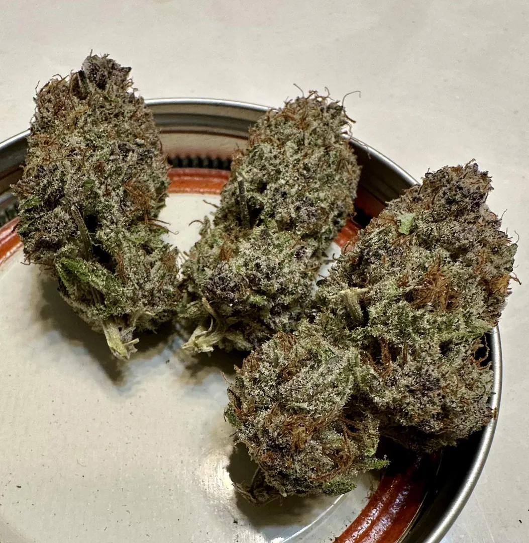 Southern Rose, Nowicann