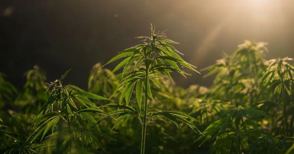 The Hemp Planting Predictability Act — Has Anyone Else Heard About This?