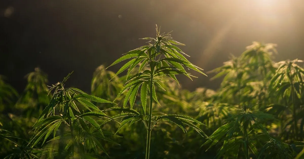 The Hemp Planting Predictability Act — Has Anyone Else Heard About This?