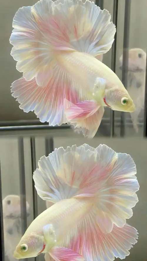 Thinking of doing my first routine to this song