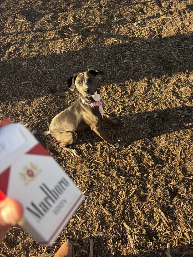 This Fucking Dog Always Wants One.