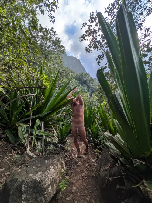 what type of plant is that?