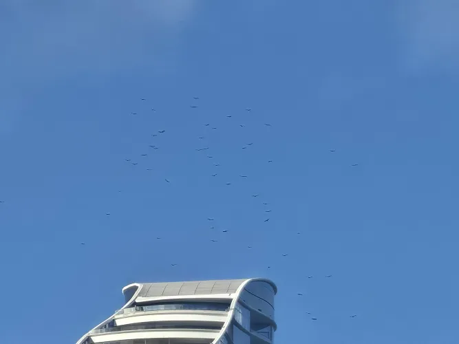 What's with the birds over the building?