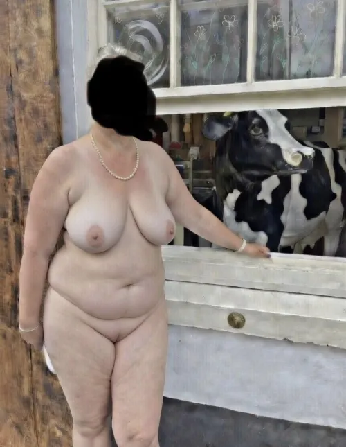 Who’s ever seen a cow being flashed at a window