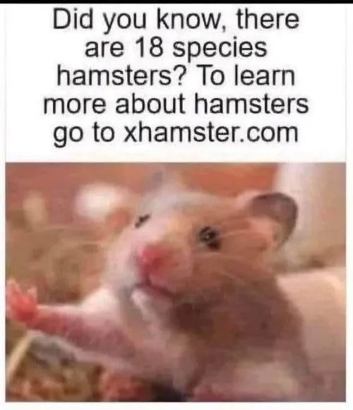 Yeah.. those hamsters