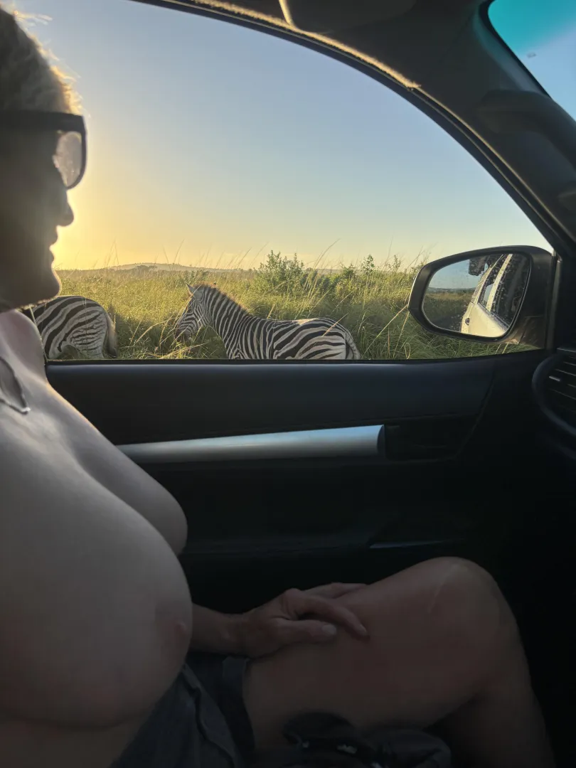 Zebra Tits Drive